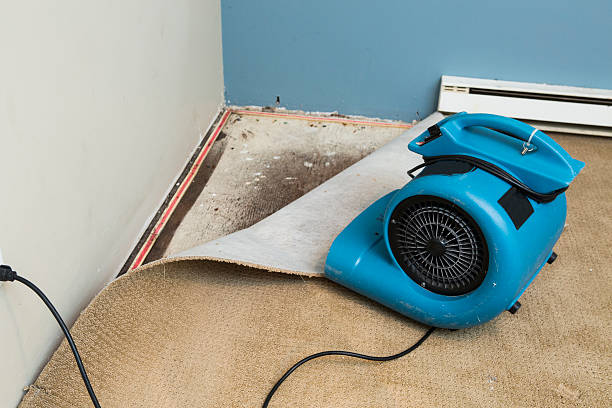 Best Water damage cleanup near me  in Edgerton, MN